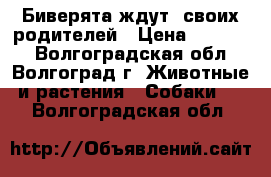  Биверята ждут  своих родителей › Цена ­ 10 000 - Волгоградская обл., Волгоград г. Животные и растения » Собаки   . Волгоградская обл.